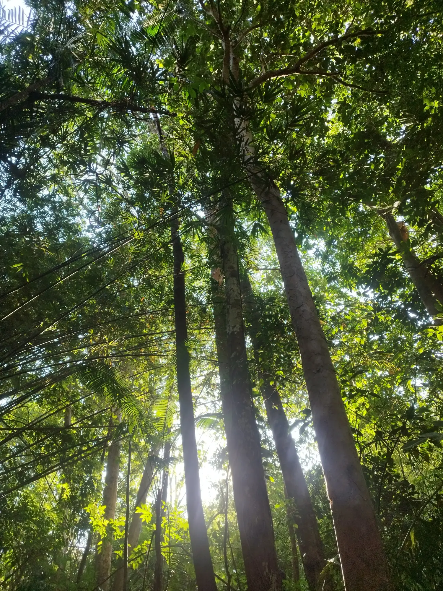 Sunlight through forest